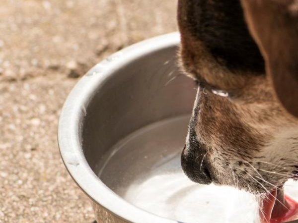 "Invitales agua", la campaña que busca aliviar del sofocante calor a los peluditos de la calle