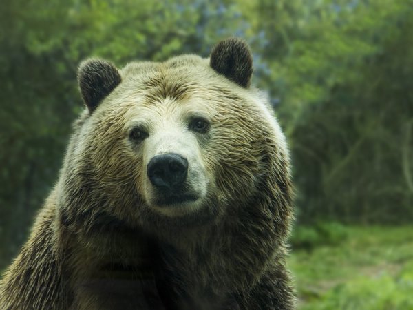 Abren un refugio en Rusia para osos que antes vivían con humanos