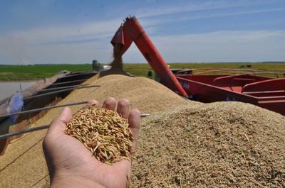 Un cereal con gran potencial - ABC Rural - ABC Color