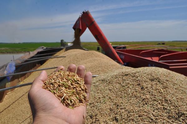 Un cereal con gran potencial - ABC Rural - ABC Color