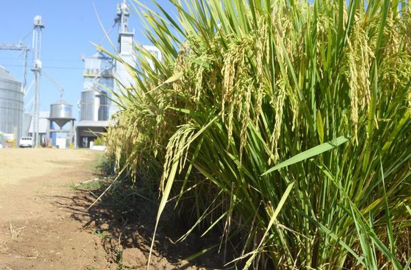 Producción arrocera logra mantener sus números - ABC Rural - ABC Color