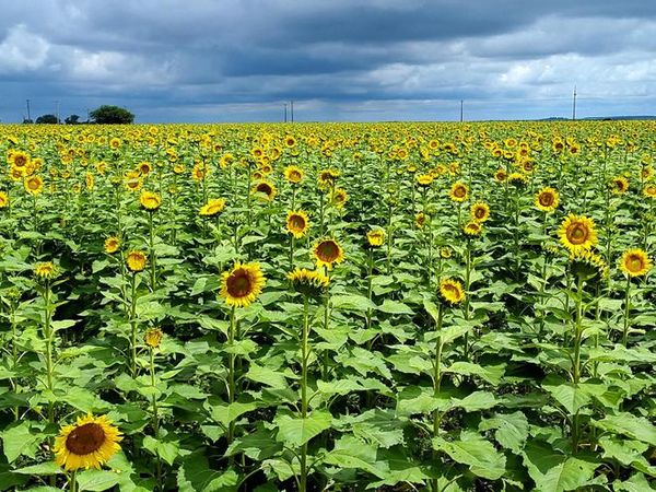 El girasol decae como cultivo de renta en el Alto Paraná