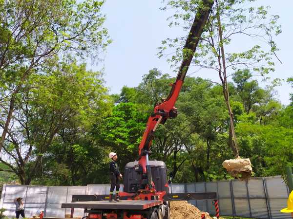 El MOPC ya trasplantó 17 árboles en el Botánico