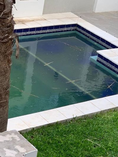 Piscina de larvas - Crónicas Ciudadanas - ABC Color