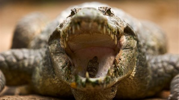 Niña arranca los ojos a cocodrilo para liberar a su amiga | Noticias Paraguay