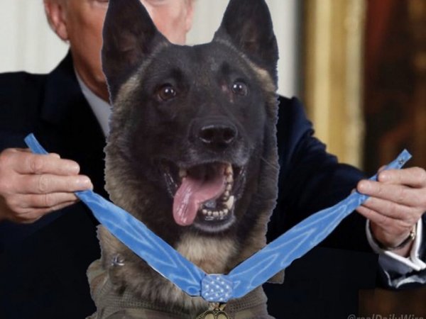 Trump recibirá a Conan, el perro que acabó con Al Bagdadi
