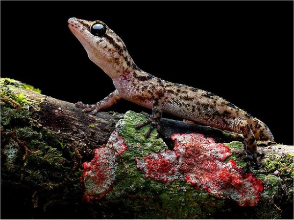Descubren 2 nuevas especies de salamanquesas en islas Galápagos