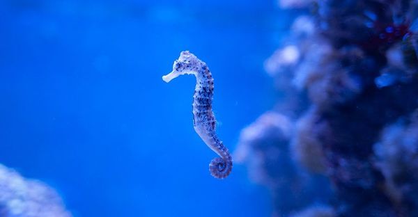Escuelas de buceo buscan caballitos de mar en las costas de Portugal - Ciencia - ABC Color