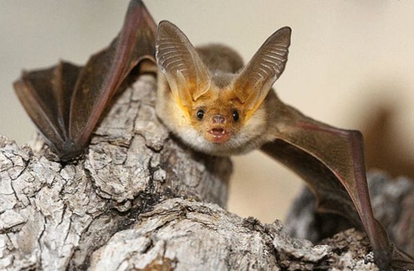 Los murciélagos vampiro saben mantener sus  “amistades” - Ciencia - ABC Color