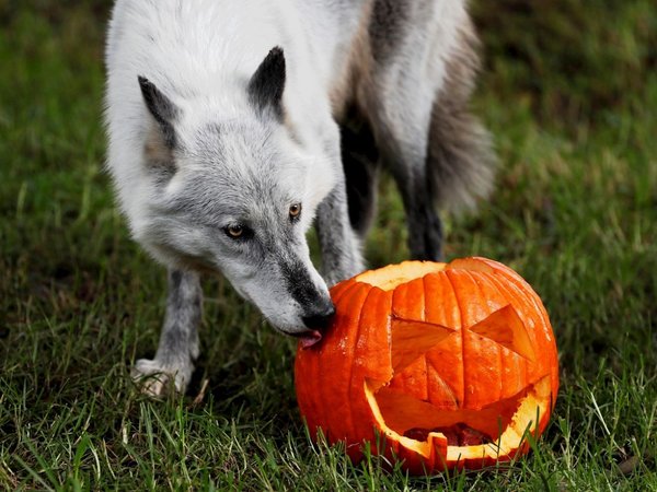 Las celebraciones de Halloween alrededor del mundo