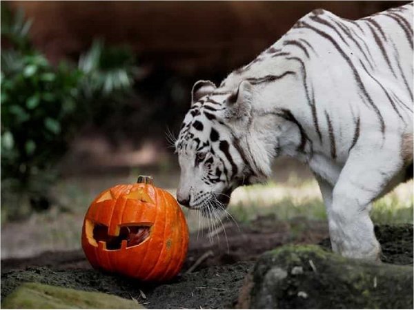Animales del zoológico de Guatemala celebran Halloween