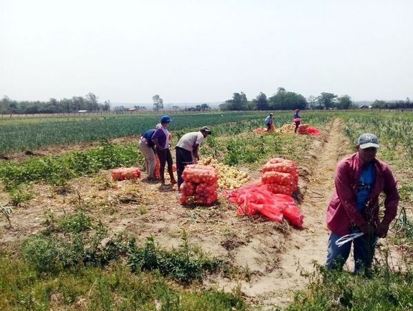 Productores de papa, pendientes del cumplimiento de un nuevo acuerdo con el gobierno - ADN Paraguayo
