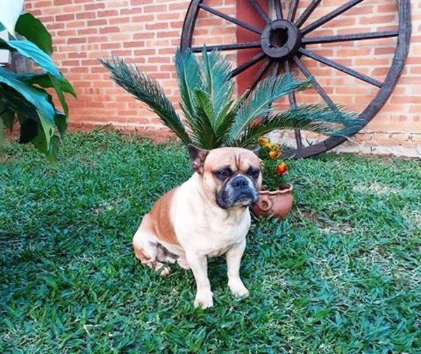 Piden ayuda para encontrar a su perro “Lolo” •