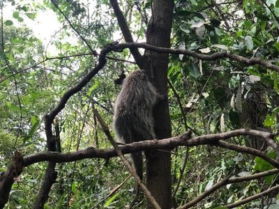 Bomberos rescatan puercoespines en Minga Guazú