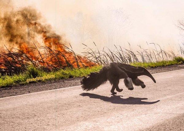 Las desgarradoras imágenes del Chaco quemándose que se viralizaron | Noticias Paraguay