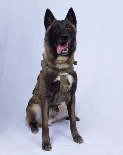 Conan, el perro que será condecorado - Mascotas - ABC Color