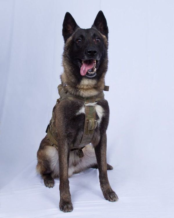 Conan, el perro que será condecorado - Mascotas - ABC Color
