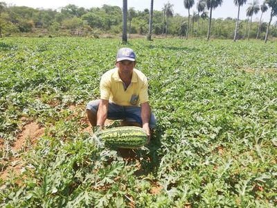 Se inicia cosecha de sandía en Paraguarí y Acahay  - Nacionales - ABC Color