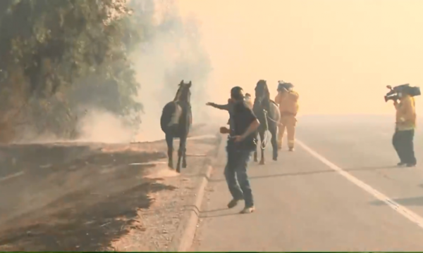 Entre llamas, un caballo se juega la vida para rescatar a su cría en California