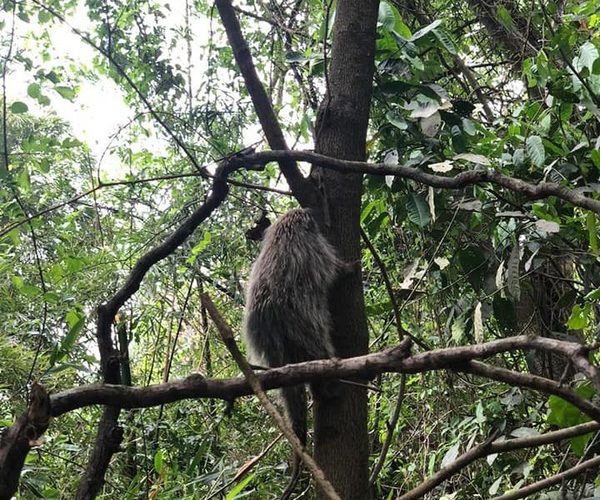 Rescatan puercoespines en Minga Guazú