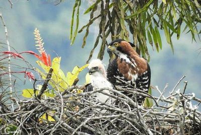 Los protectores de las aves guardianas del cielo - Notas - ABC Color