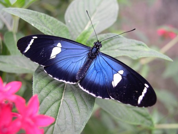 Hallan flujo genético en mariposas, incluso entre especies distantes