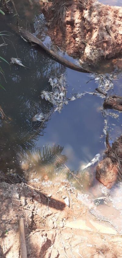 Vecinos de Nueva Italia denuncian mortandad de peces - Nacionales - ABC Color