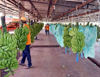 Trabas para exportar banana por bloqueo local a frutihortícolas - Economía - ABC Color