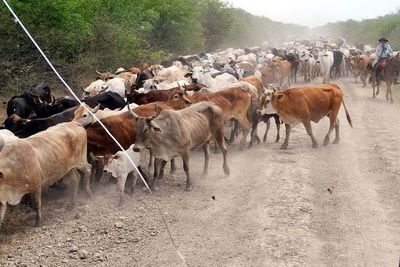 Advierten sobre animales sueltos en tramos ruteros - Interior - ABC Color