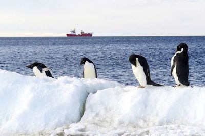Fracasa de nuevo la iniciativa para crear santuarios marinos en la Antártida - Ciencia - ABC Color