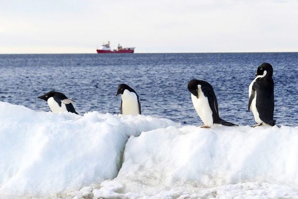 Fracasa de nuevo la iniciativa para crear santuarios marinos en la Antártida  - Ciencia - ABC Color