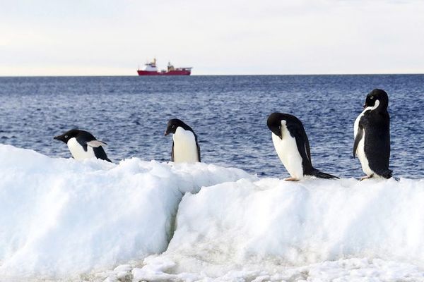Fracasa de nuevo la iniciativa para crear santuarios marinos en la Antártida - Ciencia - ABC Color