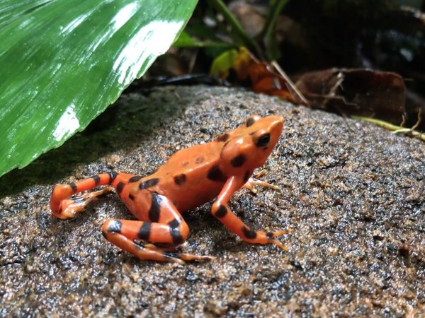Decena de especies que solo habitan Colombia corren riesgo de desaparecer