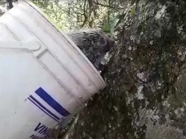 Rescatan y liberan a un puercoespín en Misiones