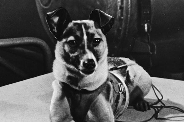 A 62 años de la hazaña de Laika, la primera perra en volar al espacio » Ñanduti