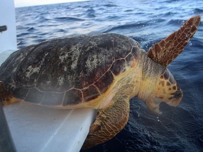 Un grupo de tortugas marinas vuelven al mar tras salir del hospital en México