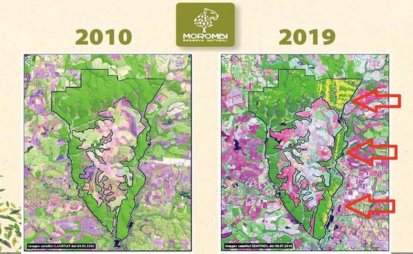 Más de 2.000 hectáreas de bosques desaparecieron de Morombí en 2 años - Economía - ABC Color
