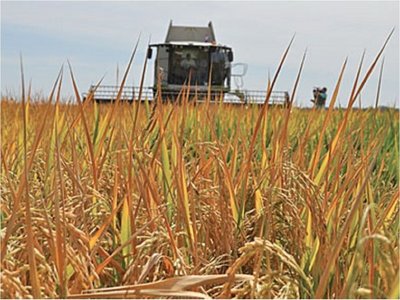 Cambio climático influirá en reducir la producción en zonas arroceras