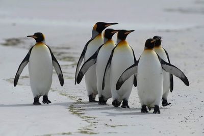 Las Malvinas apuestan por sus pingüinos rey para impulsar el turismo natural - Viajes - ABC Color