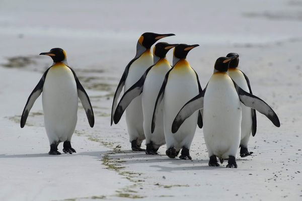 Las Malvinas apuestan por sus pingüinos rey para impulsar el turismo natural - Viajes - ABC Color