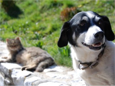 Animales de compañía ayudarían a enfrentar los trastornos mentales