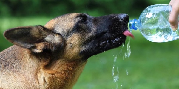 Recomiendan bañar con agua fresca a mascotas ante el calor