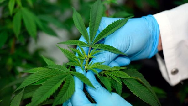 Otorgarán cinco licencias para producción de cannabis medicinal » Ñanduti
