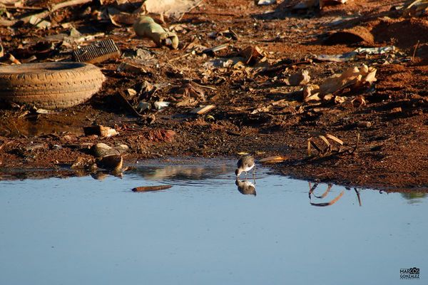 Piden a municipalidades recolectar basura de ríos afectados por bajante