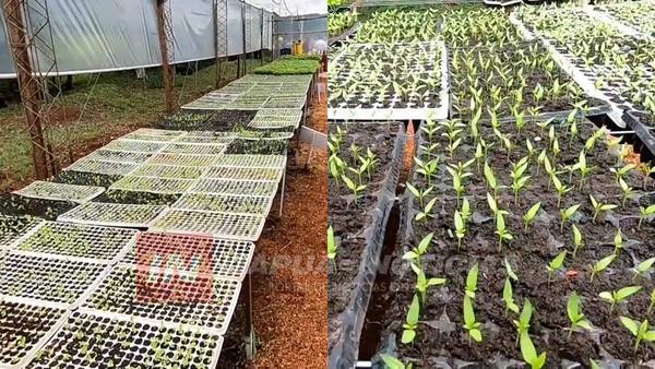 VIVERO HORTÍCOLA DE LA GOBERNACIÓN YA ESTÁ ENTREGANDO PLANTINES