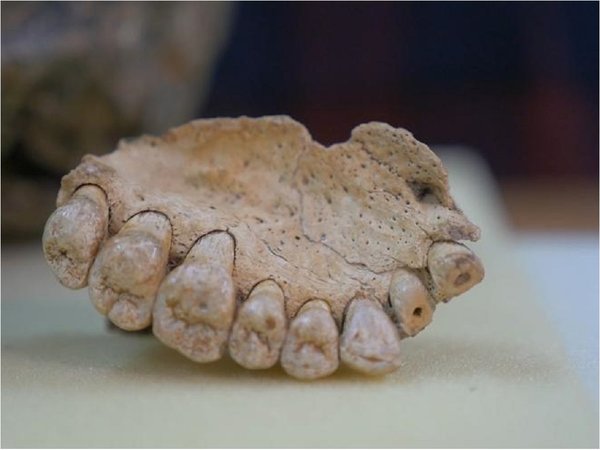 Dientes revelan presencia de humanos modernos en el Levante prehistórico