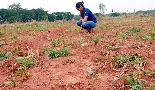 Falta de lluvia en el norte amenaza con arruinar  8.000 hectáreas de sésamo - Economía - ABC Color