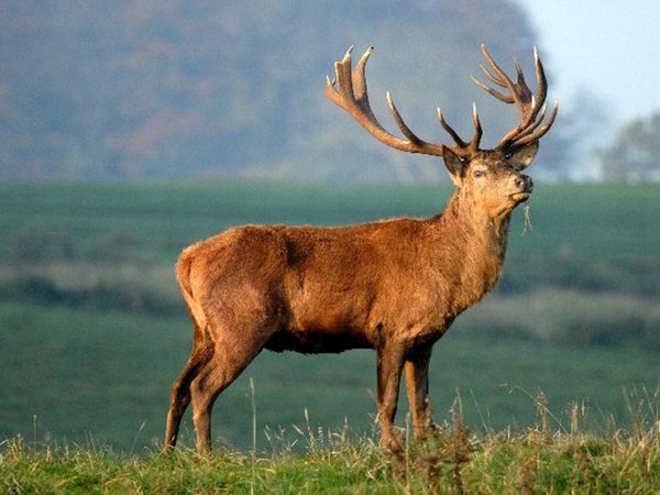 El ciervo rojo evoluciona para dar a luz antes, debido al clima más cálido