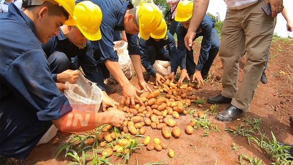 PRODUCCIÓN DE PAPA EN ITAPÚA SE DUPLICARÁ PARA EL AÑO QUE VIENE