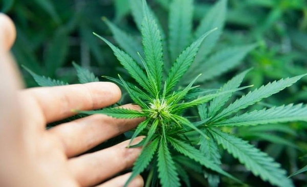 HOY / Cannabis: solo cinco kilos se cultivarán en primera etapa